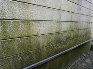 白系外壁にびっしり生えたコケ・黒ずみ