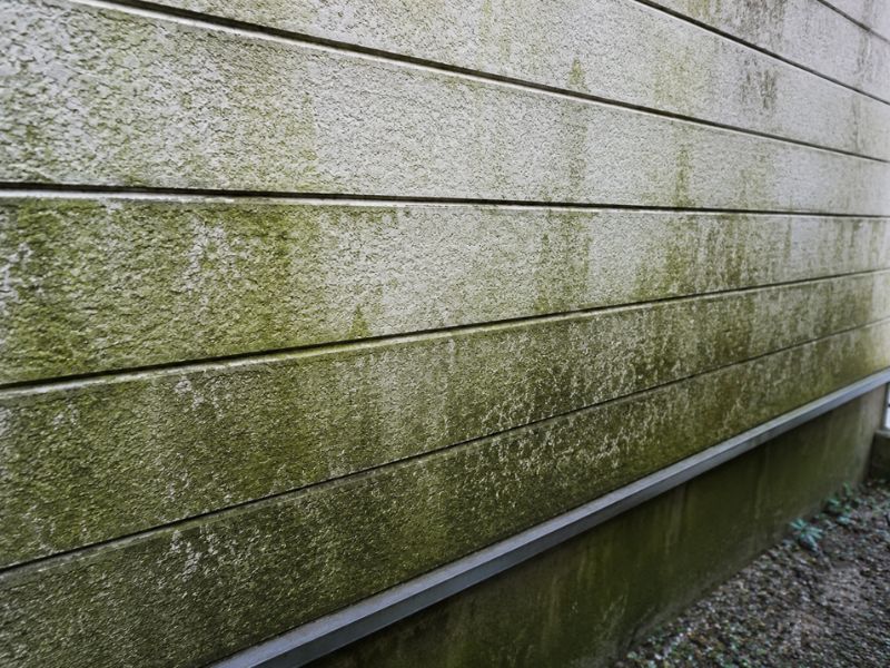 【外壁塗装】外壁にコケが発生する原因とは？お家を綺麗に保つポイントとメンテナンス方法