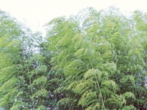 ゲリラ豪雨と強風で揺れる木々