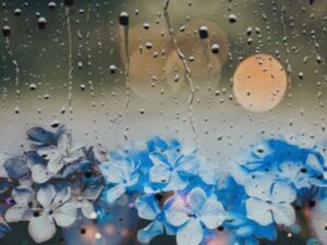 紫陽花と雨